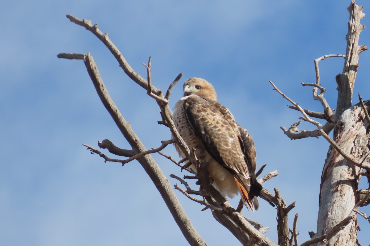 káně rudochvostá - ML646143297