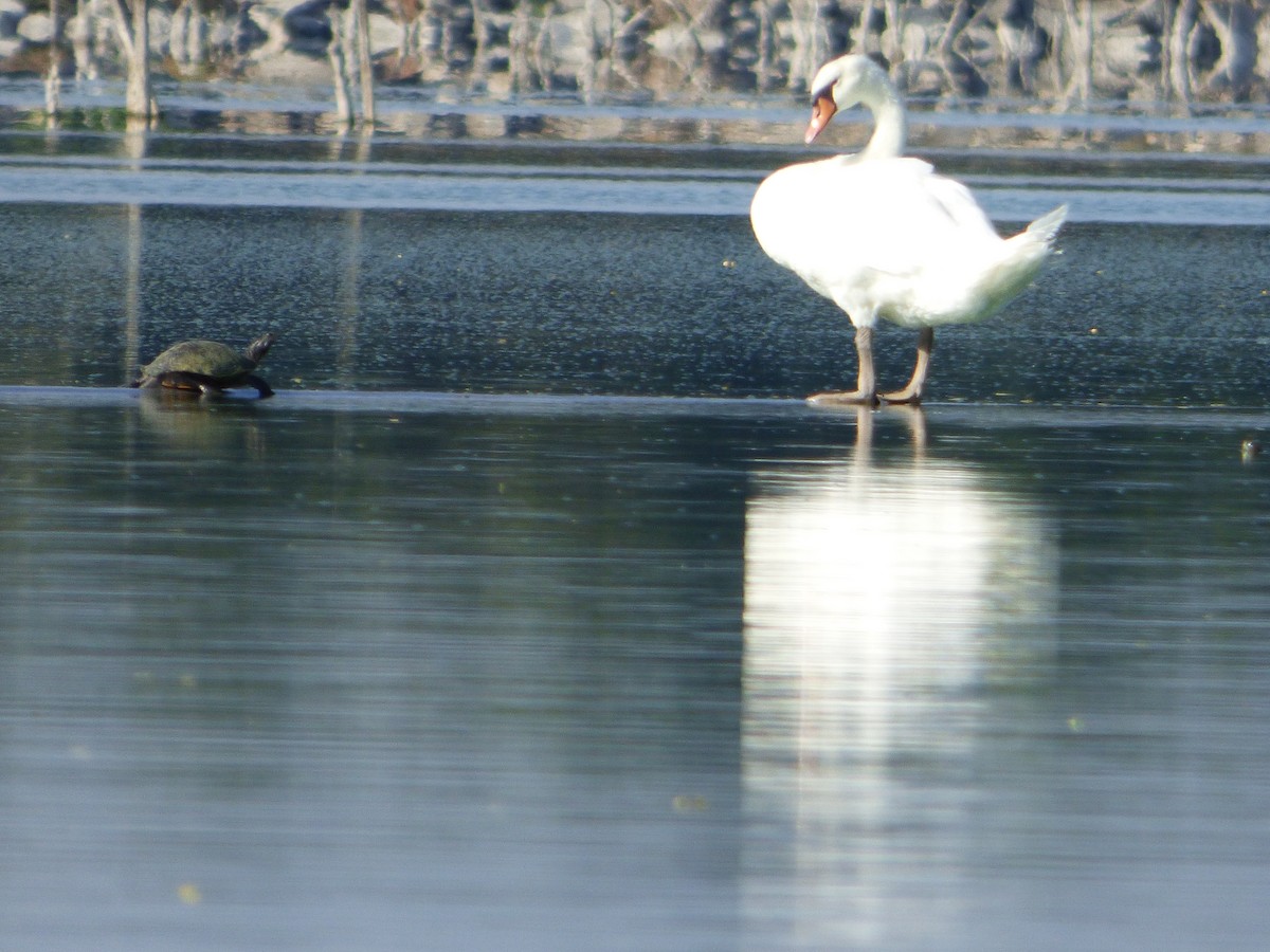 Cigno reale - ML646143300