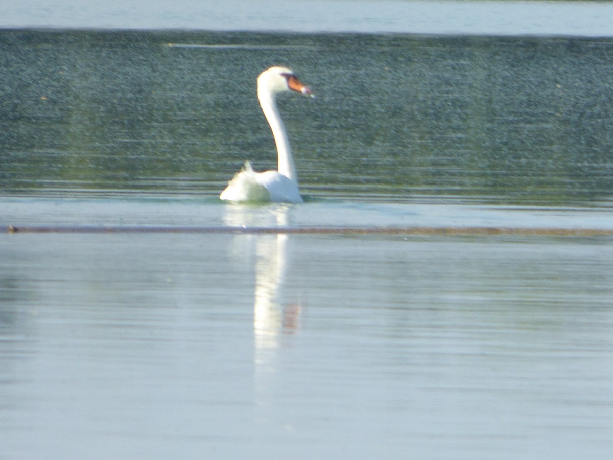 Cigno reale - ML646143301