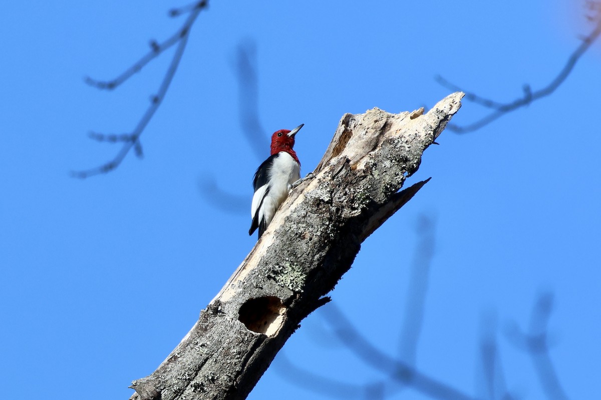 Red-headed Woodpecker - ML646143305