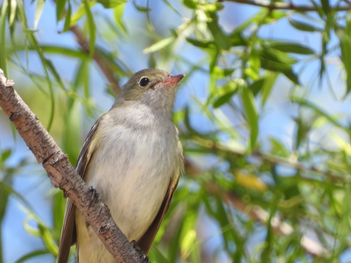 Small-billed Elaenia - ML646143330