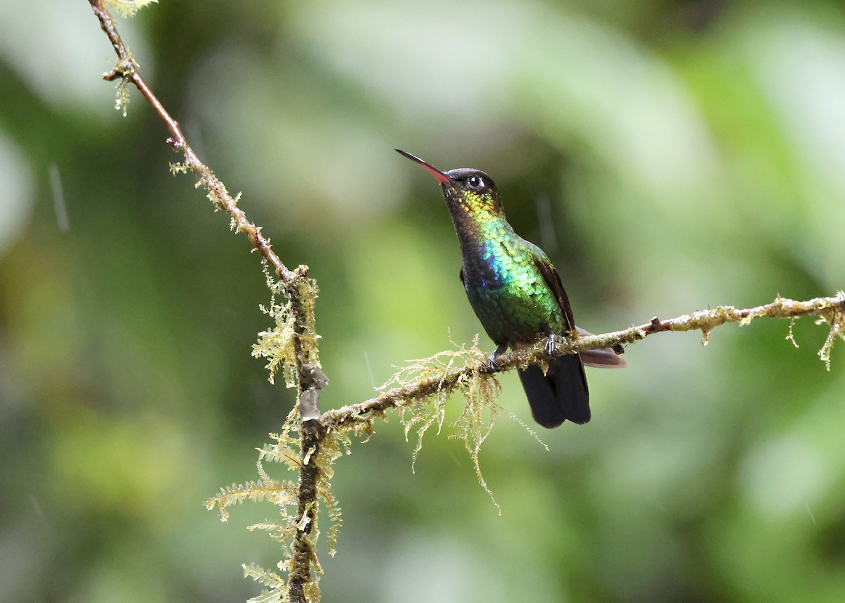 Fiery-throated Hummingbird - ML646143331