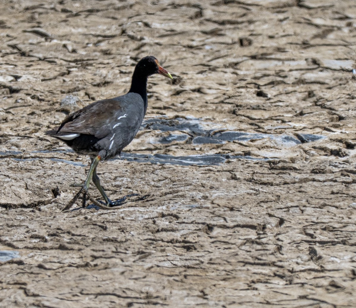 slípka americká - ML646143335