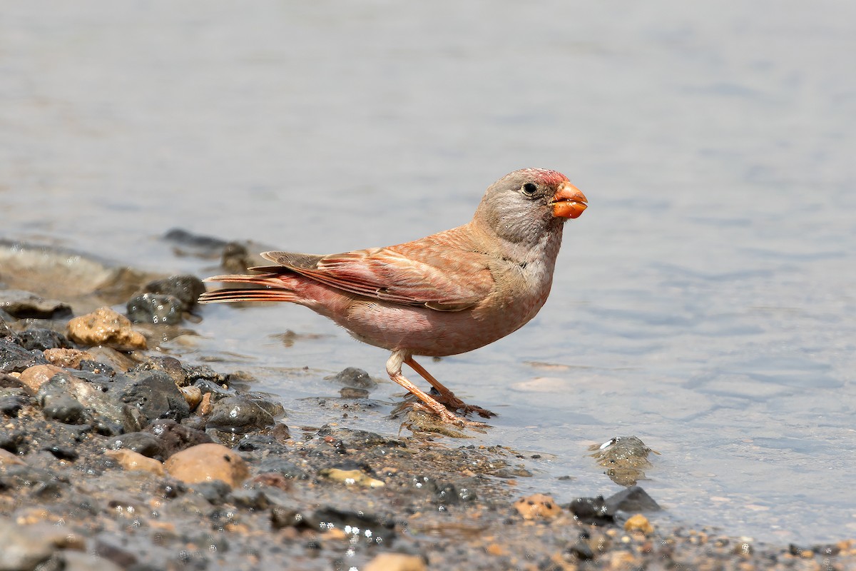 Trumpeter Finch - ML646143340