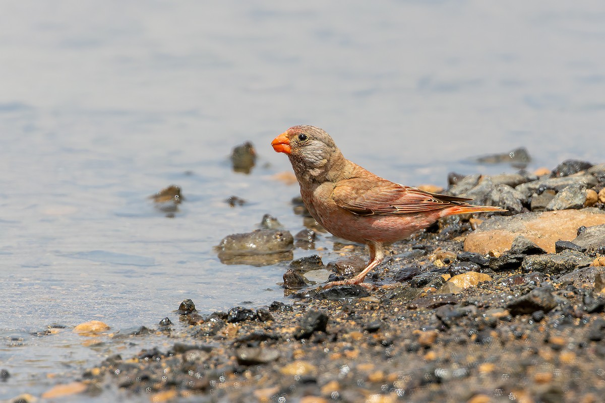 Trumpeter Finch - ML646143341
