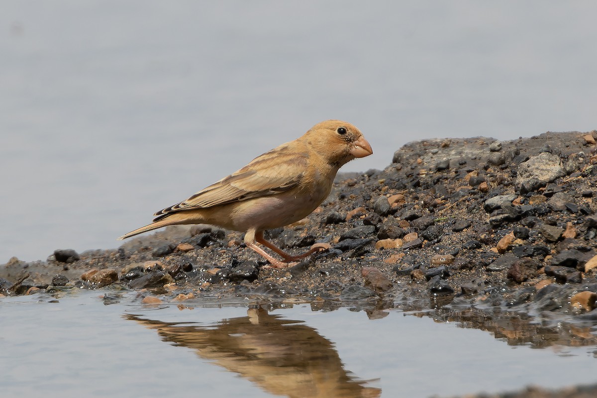 Trumpeter Finch - ML646143342