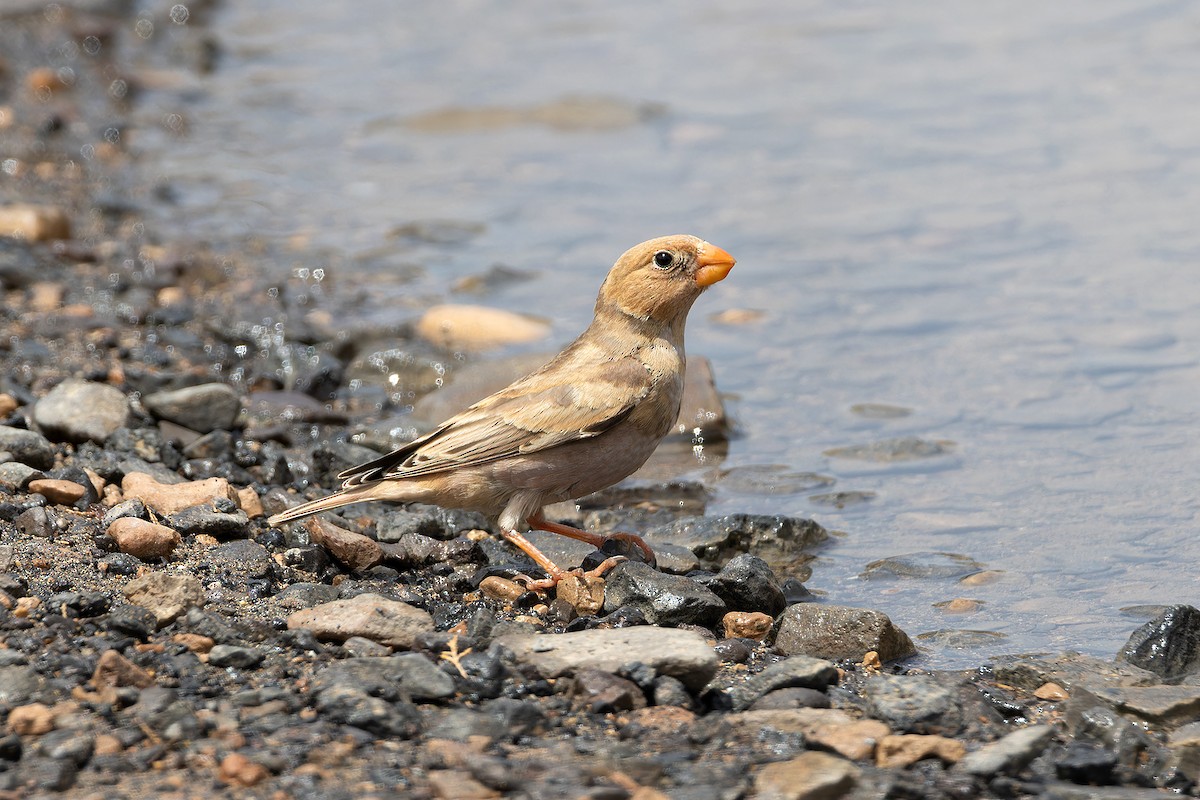 Trumpeter Finch - ML646143343