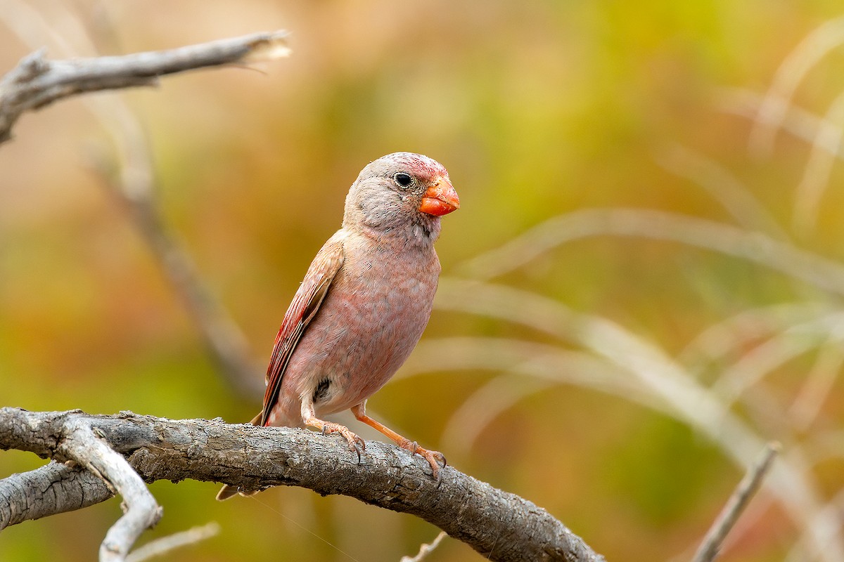 Trumpeter Finch - ML646143344