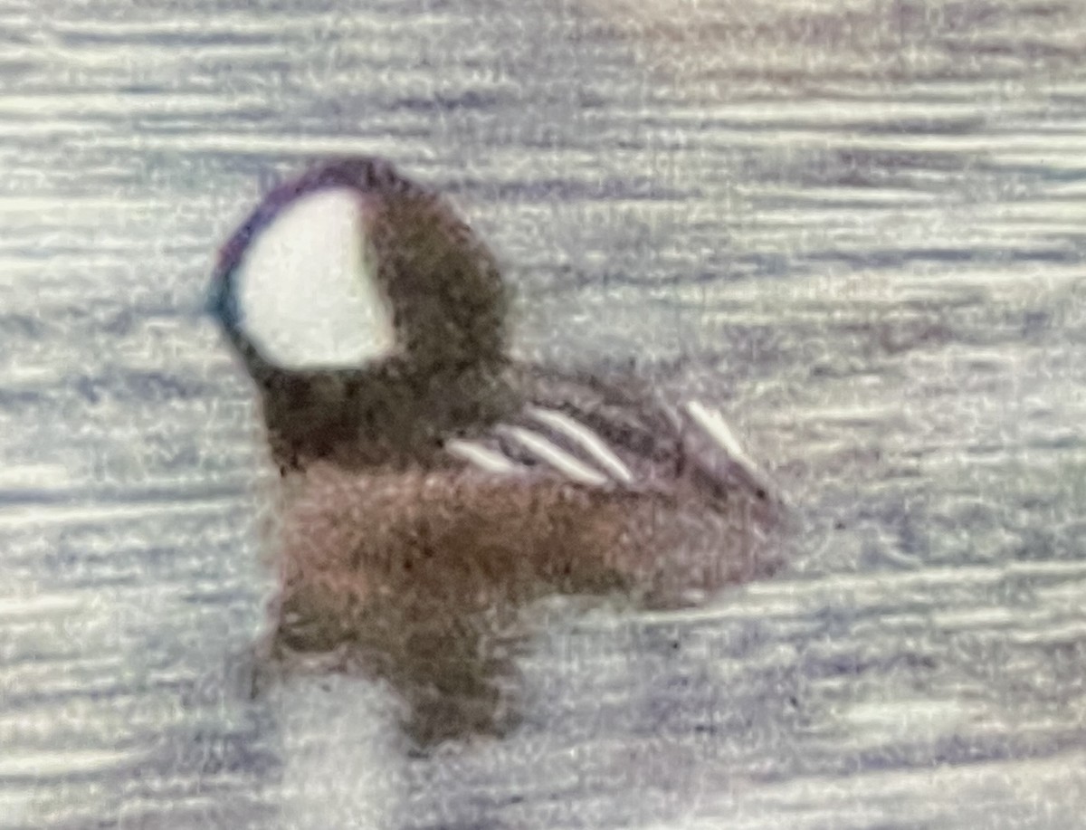 Hooded Merganser - ML646143345