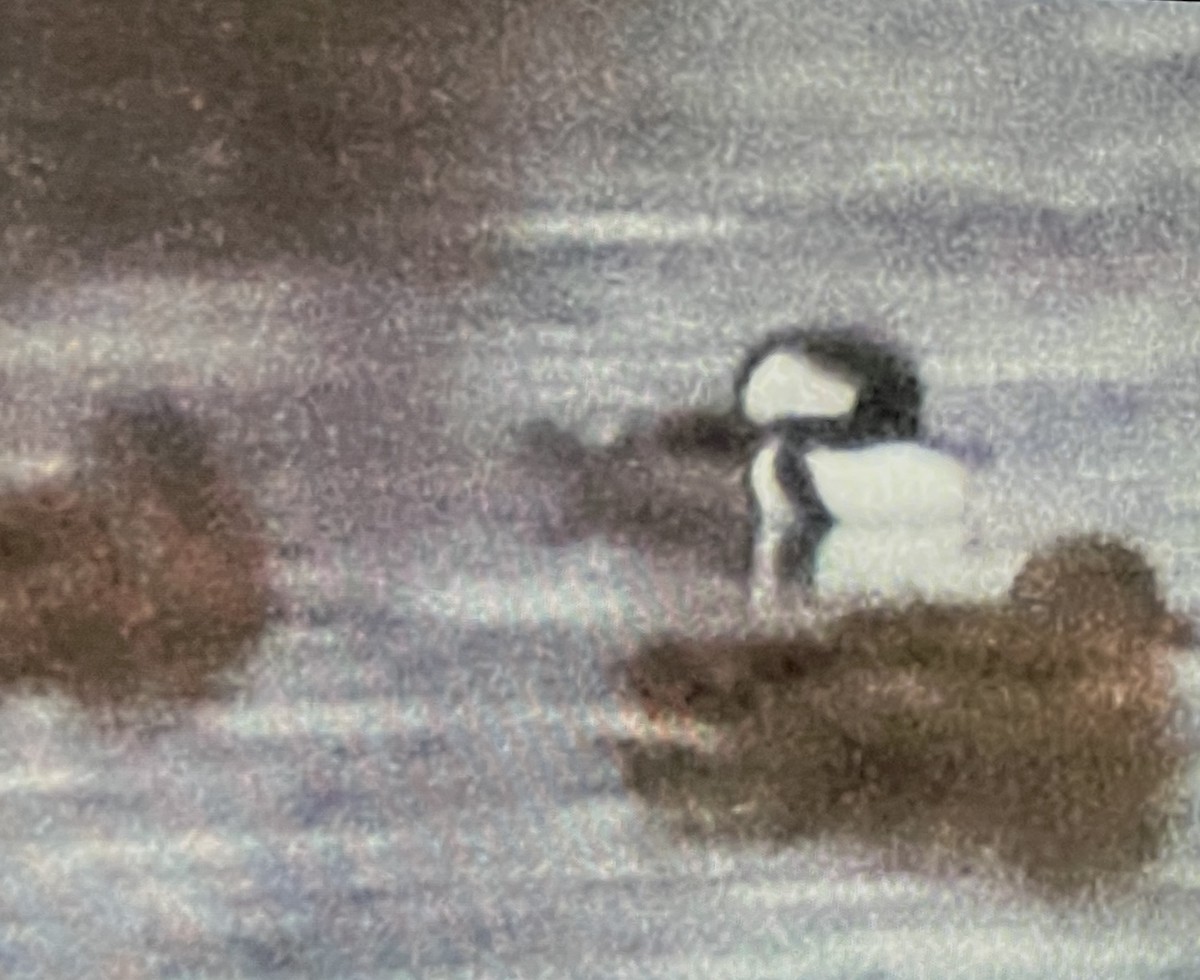 Hooded Merganser - ML646143346