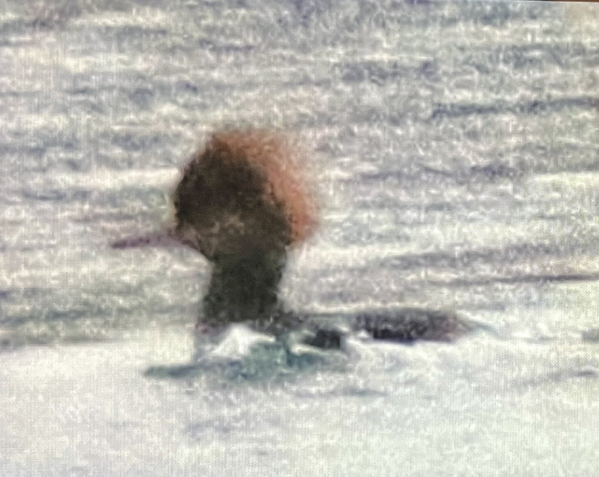 Hooded Merganser - ML646143347