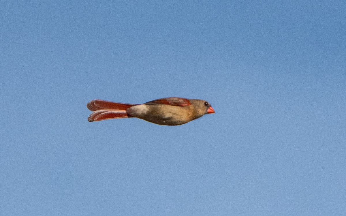 Northern Cardinal - ML646143348