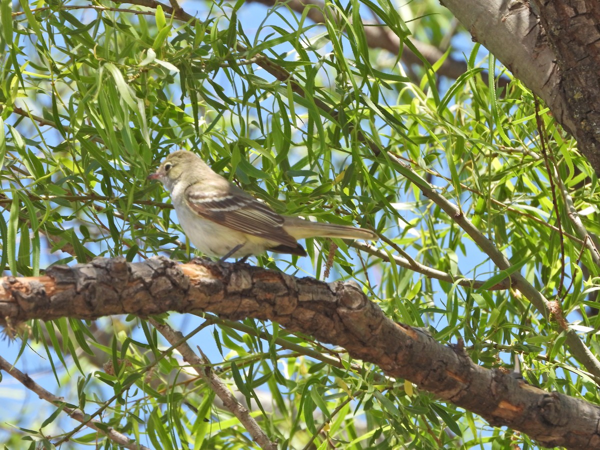 Small-billed Elaenia - ML646143349