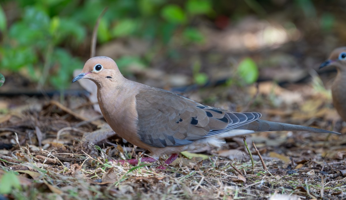 Mourning Dove - ML646143350