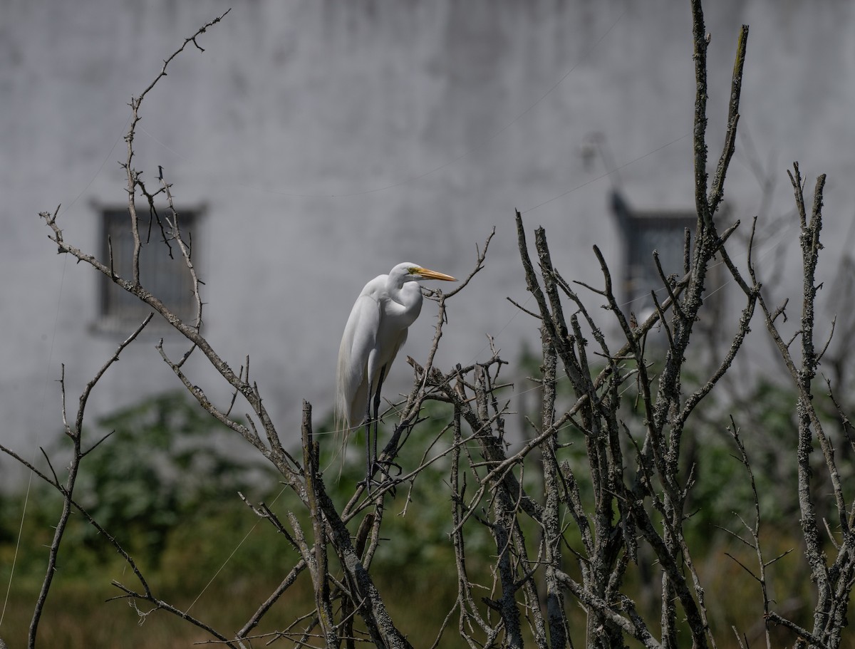 volavka bílá - ML646143354