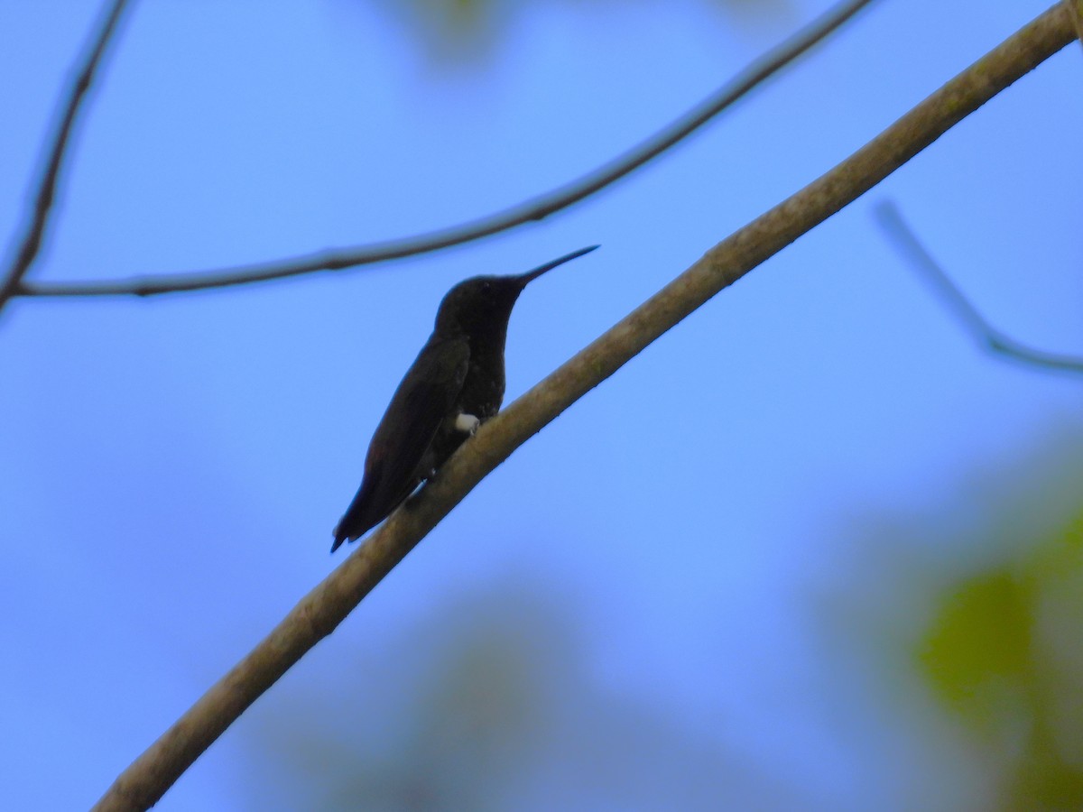 Copper-rumped Hummingbird - ML646143355