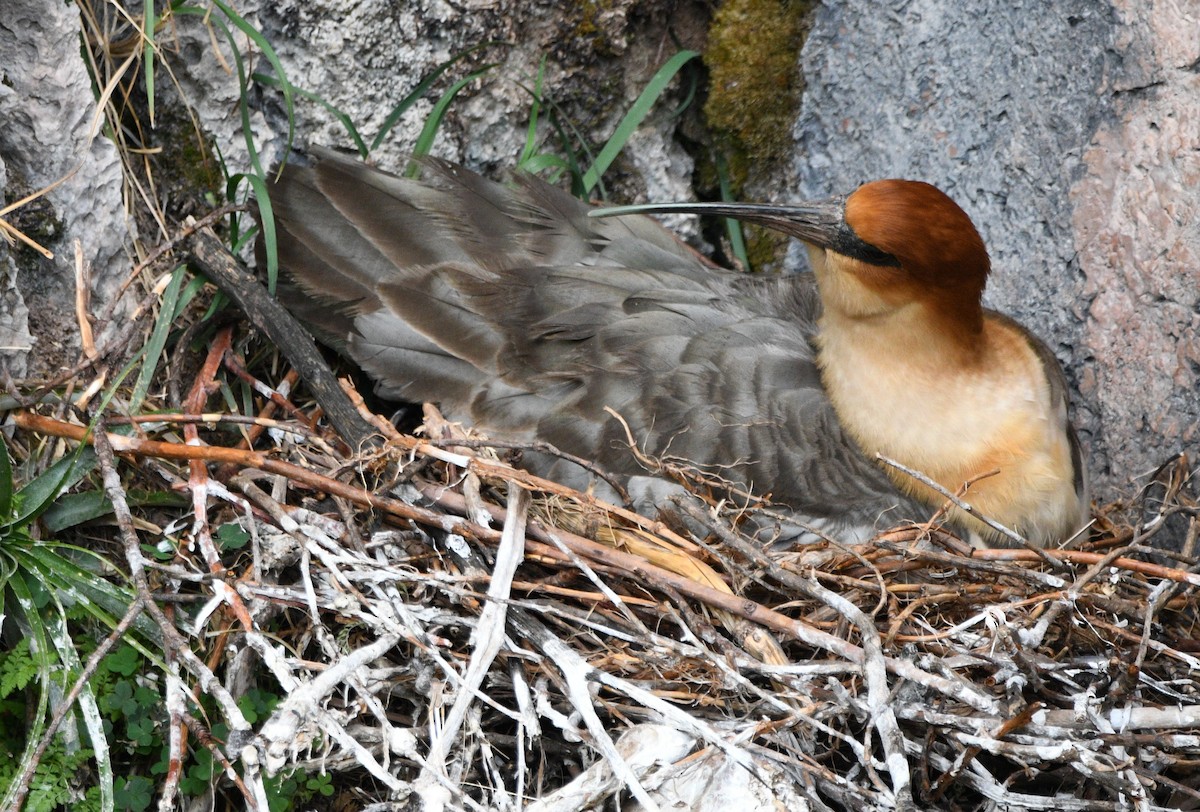 Andean Ibis - ML646143356