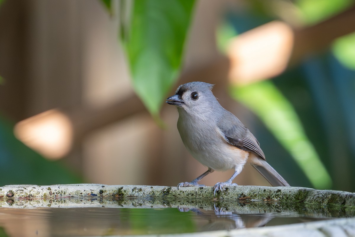 Tufted Titmouse - ML646143359