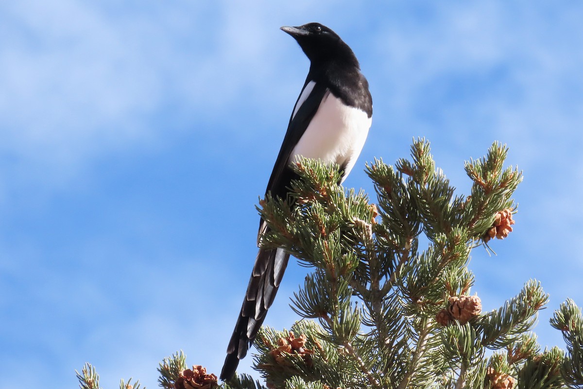 Сорока канадська - ML646143360