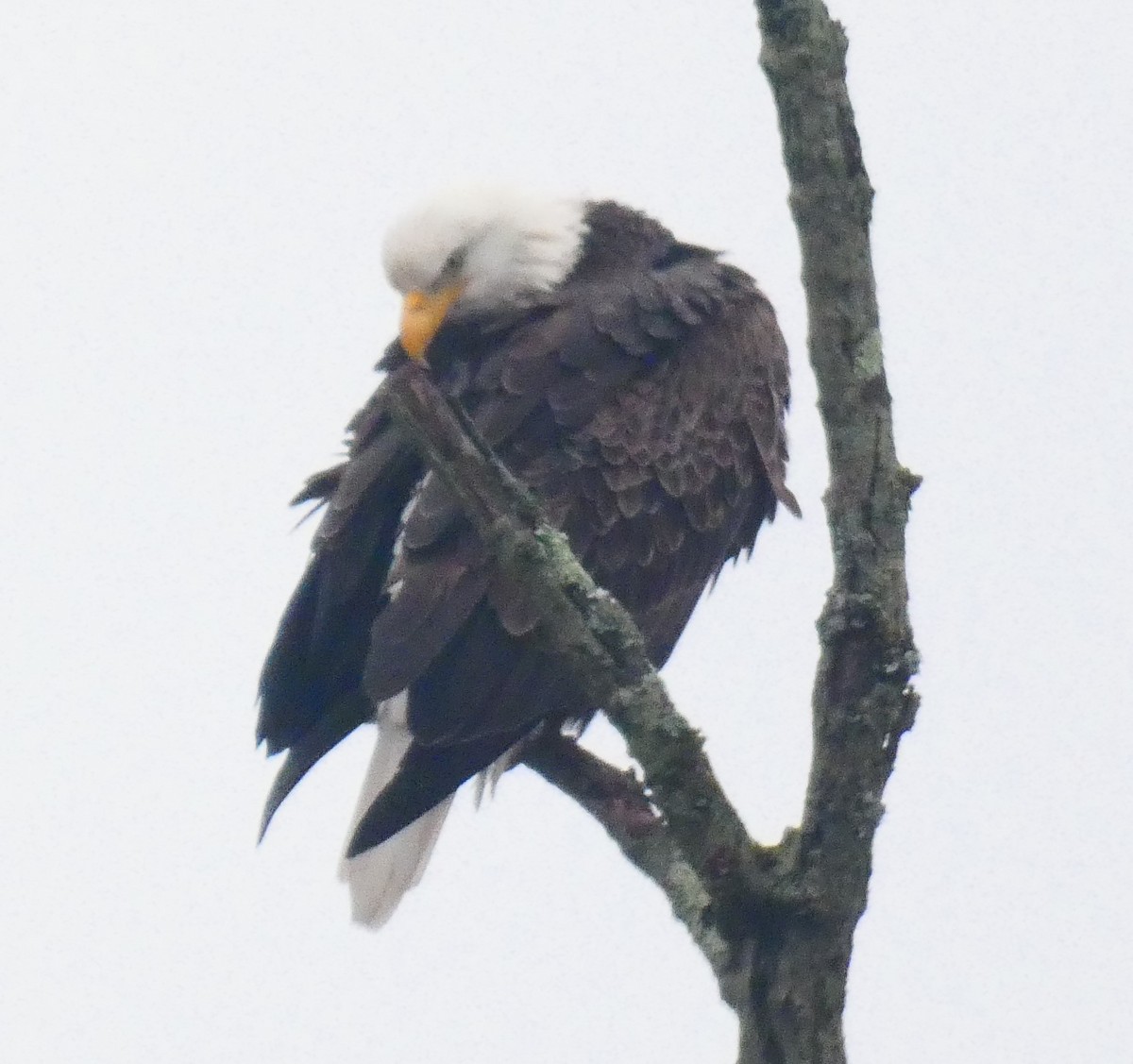 Bald Eagle - ML646143386