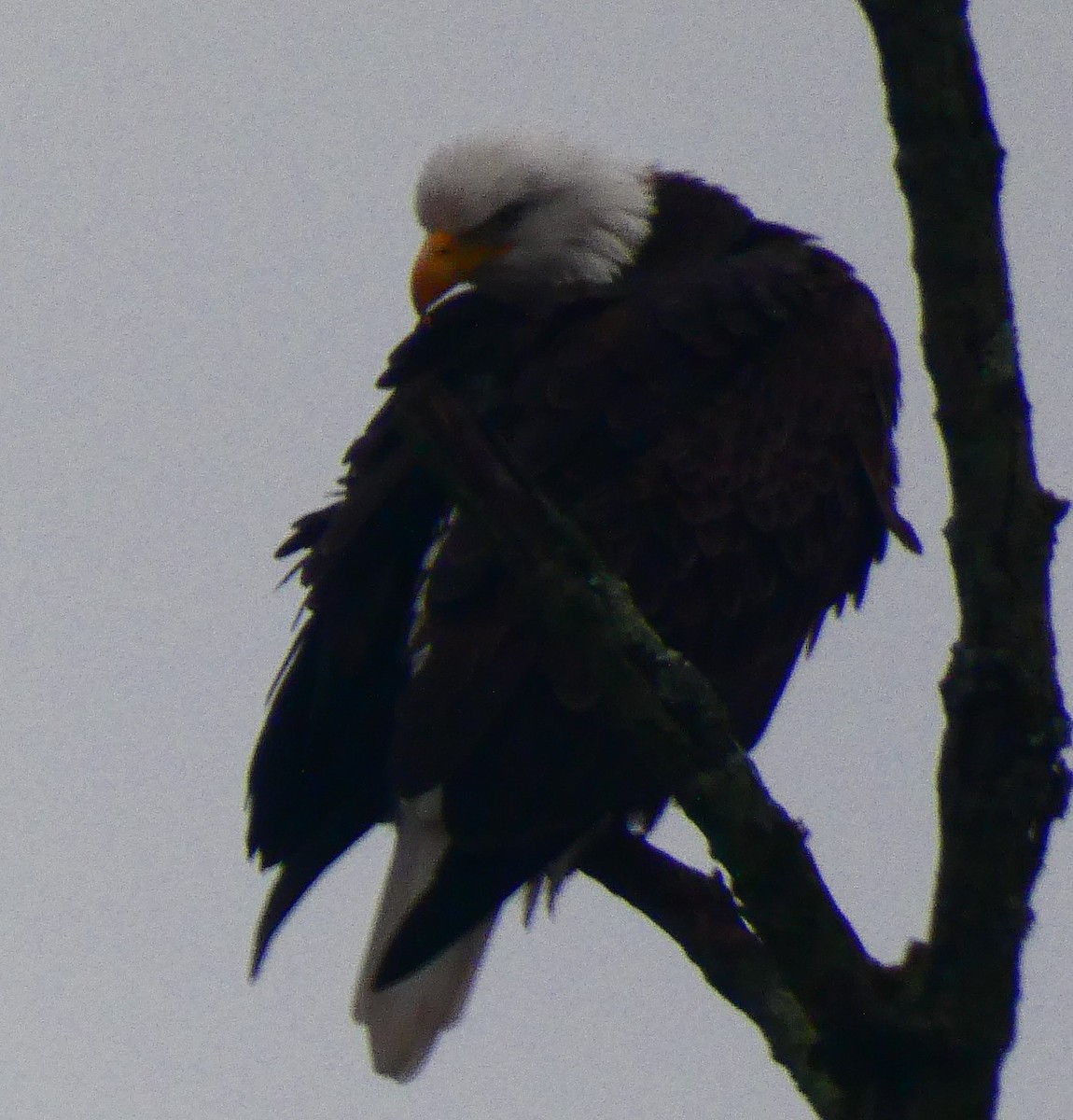 Bald Eagle - ML646143387