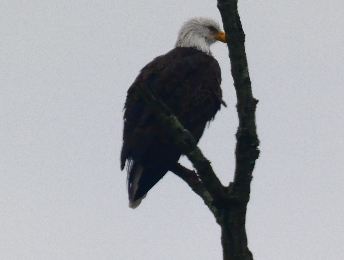 Bald Eagle - ML646143388