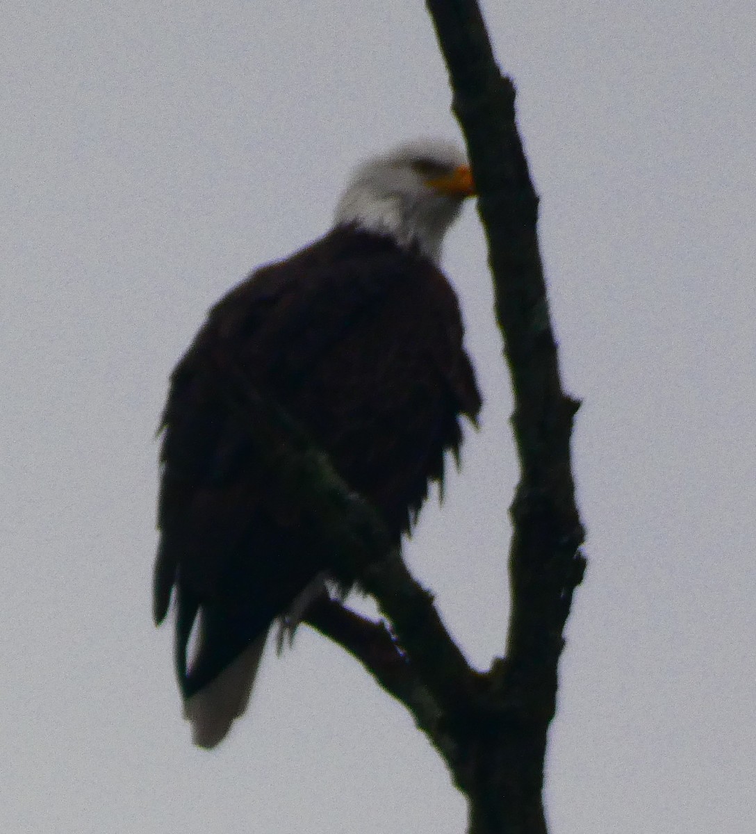 Bald Eagle - ML646143389