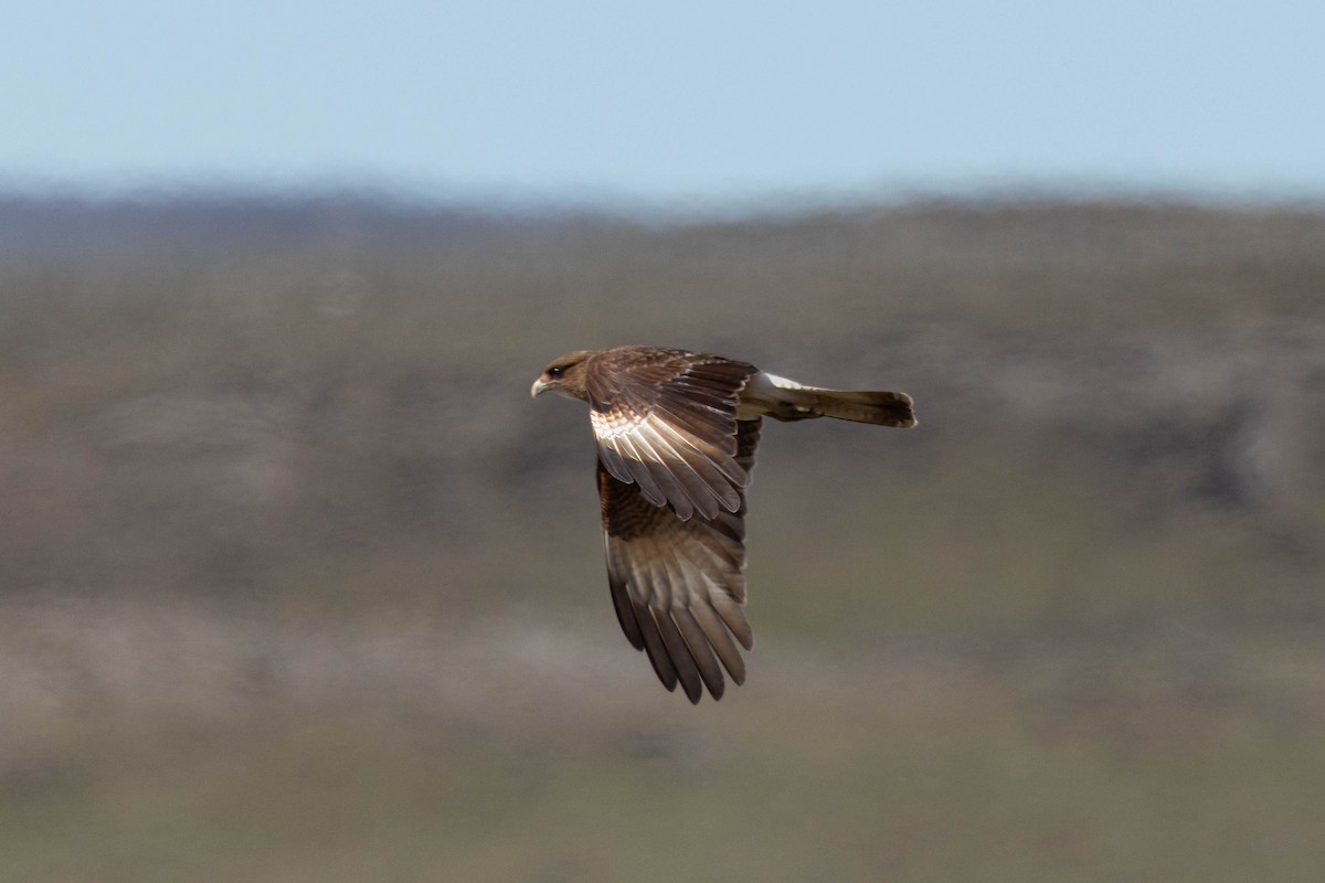 Chimango Caracara - ML646143390