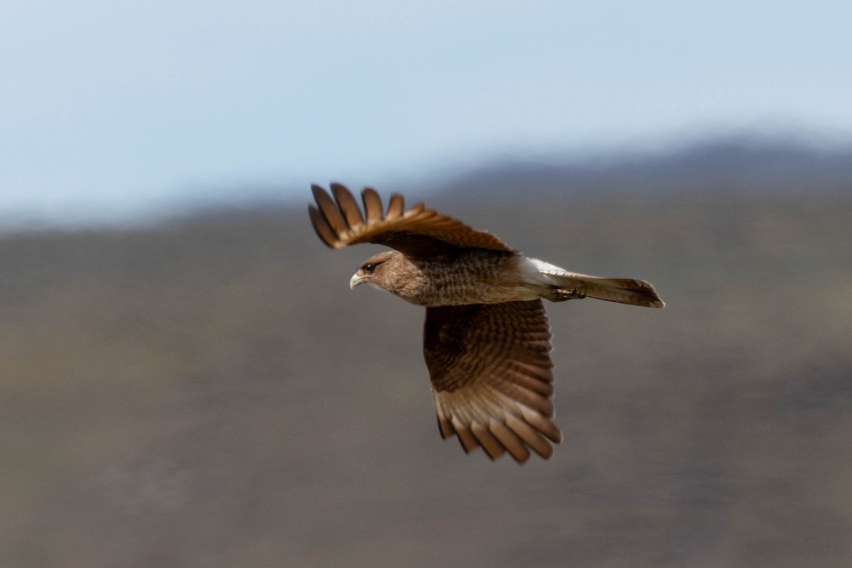 Chimango Caracara - ML646143391