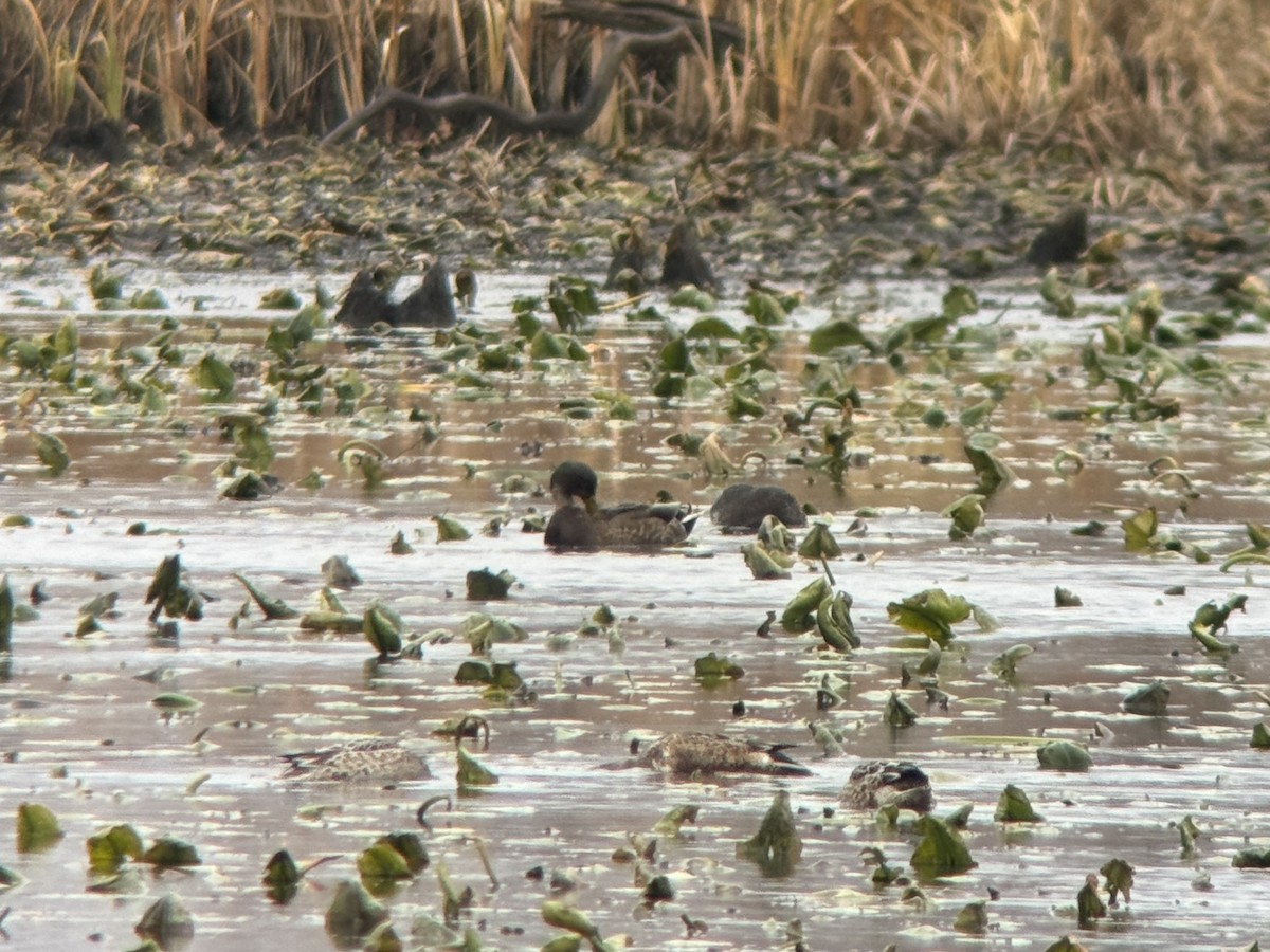 Mallard x American Black Duck (hybrid) - ML646143392