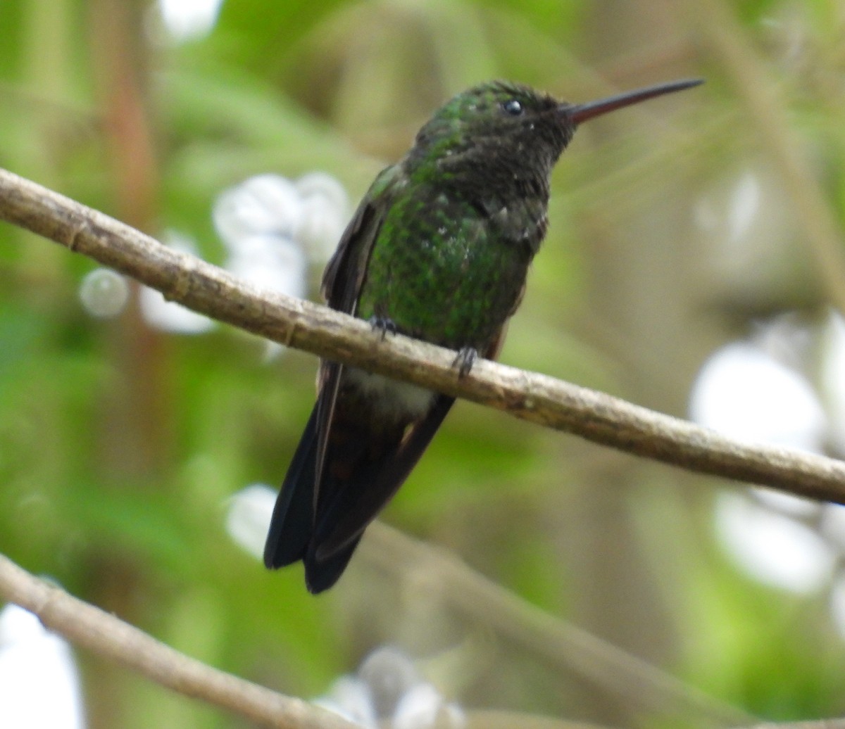 Copper-rumped Hummingbird - ML646143393