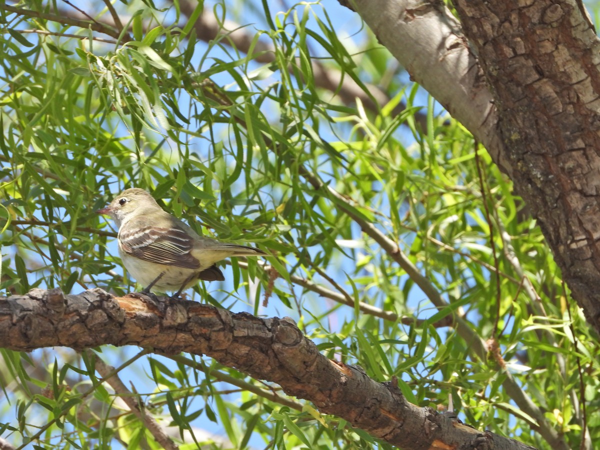 Small-billed Elaenia - ML646143394