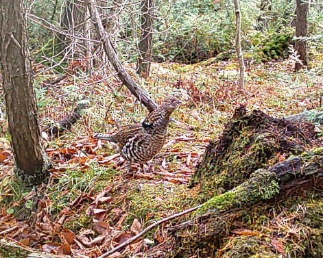 jeřábek kanadský - ML646143395