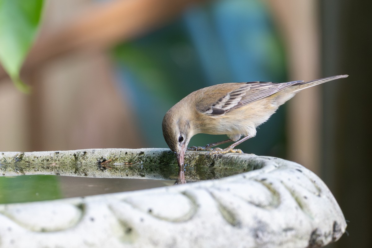 Pine Warbler - ML646143396