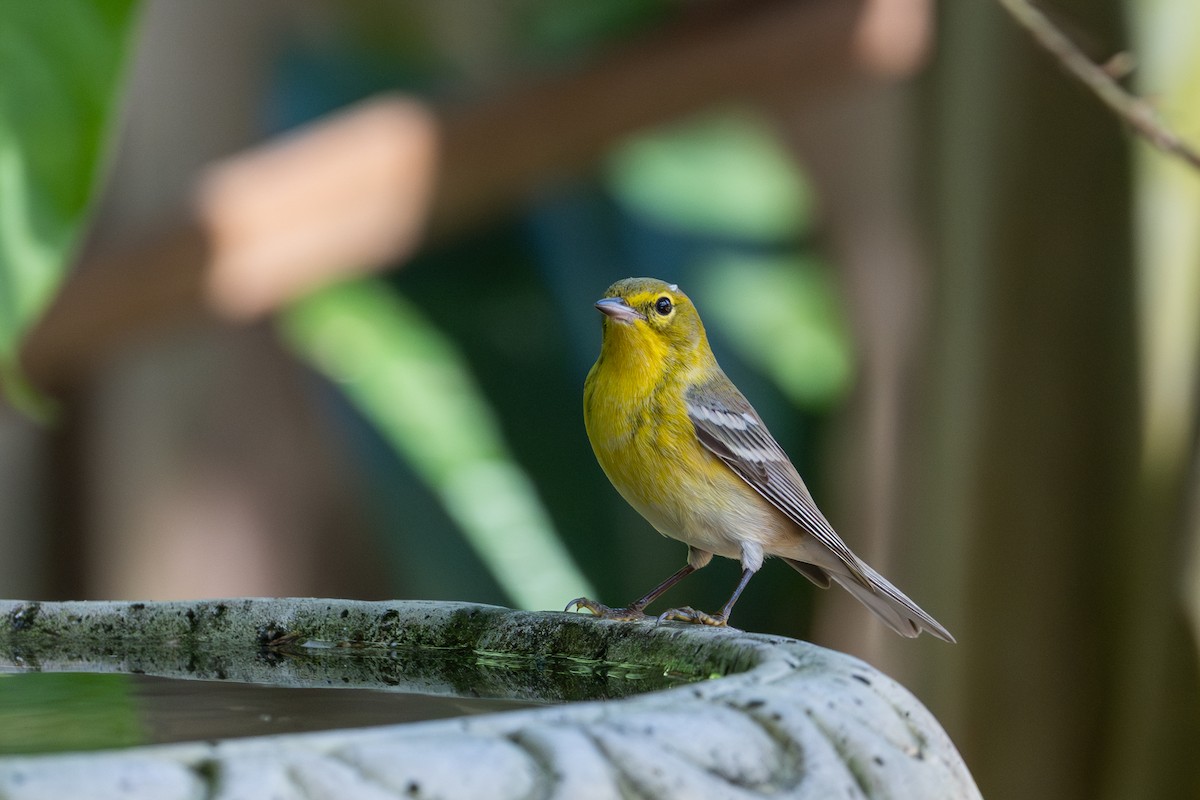 Pine Warbler - ML646143397