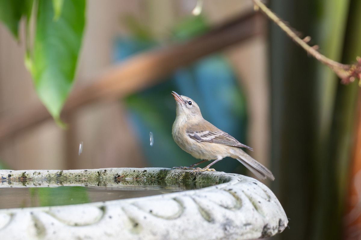 Pine Warbler - ML646143398