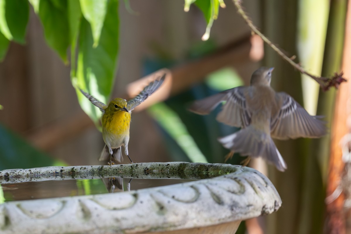 Pine Warbler - ML646143399