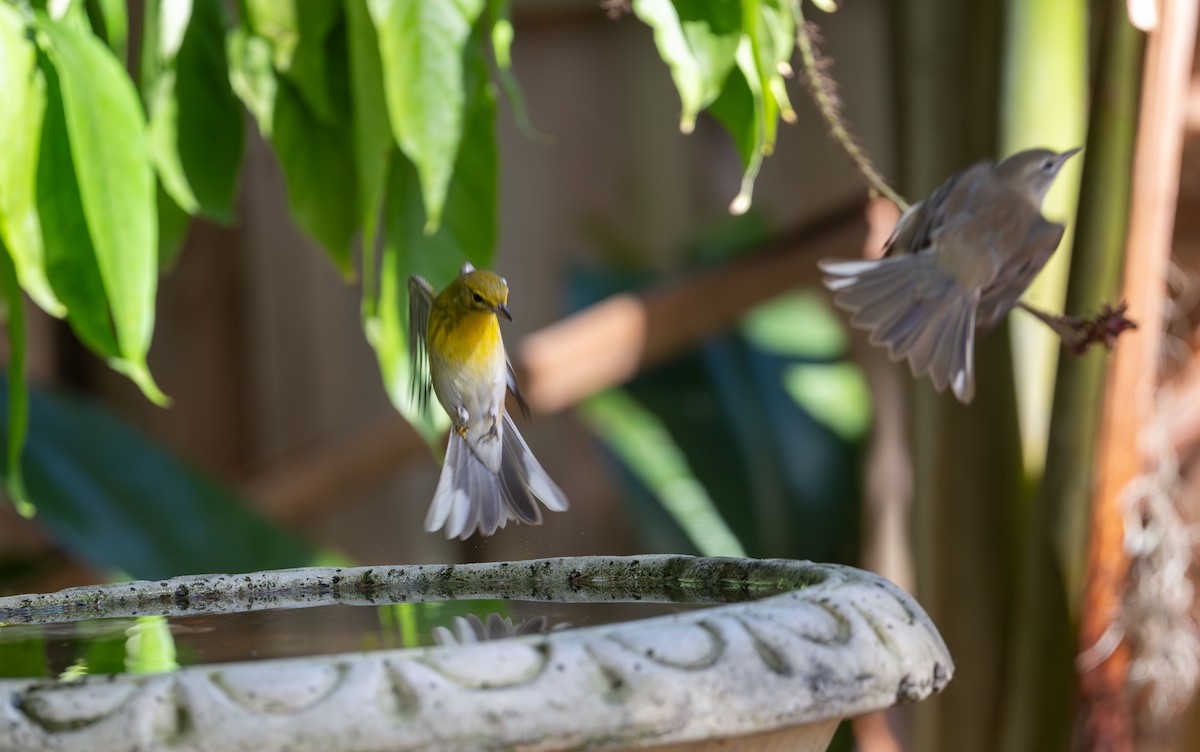 Pine Warbler - ML646143400