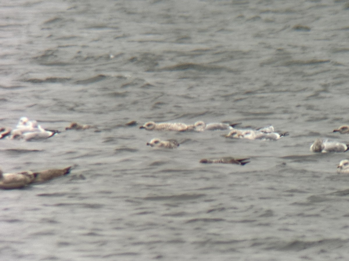 Iceland Gull (kumlieni) - ML646143405