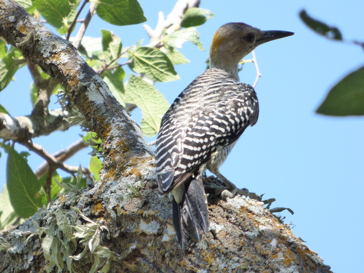 Golden-fronted Woodpecker - ML646143417
