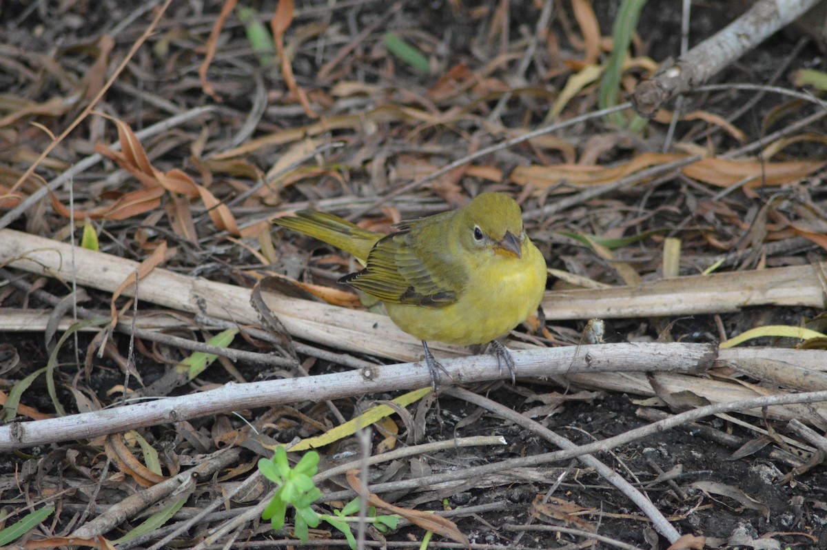 piranga ohnivá - ML646143420