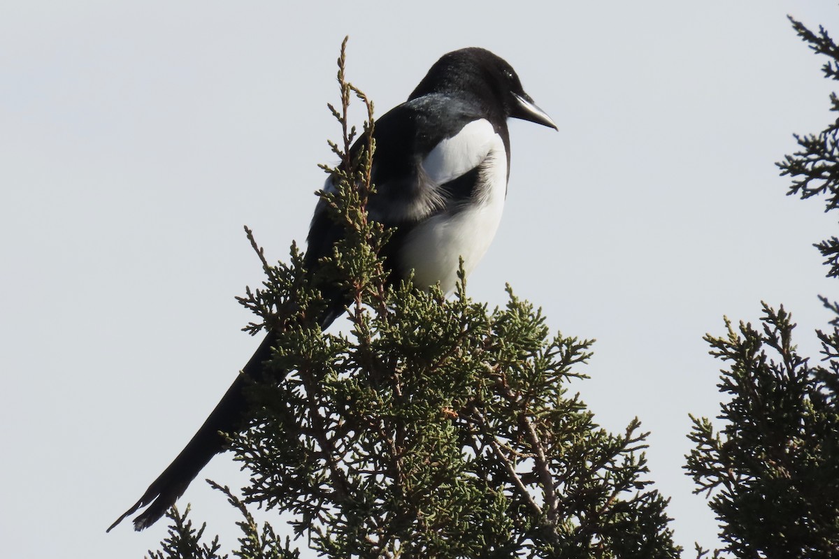 Сорока канадська - ML646143423