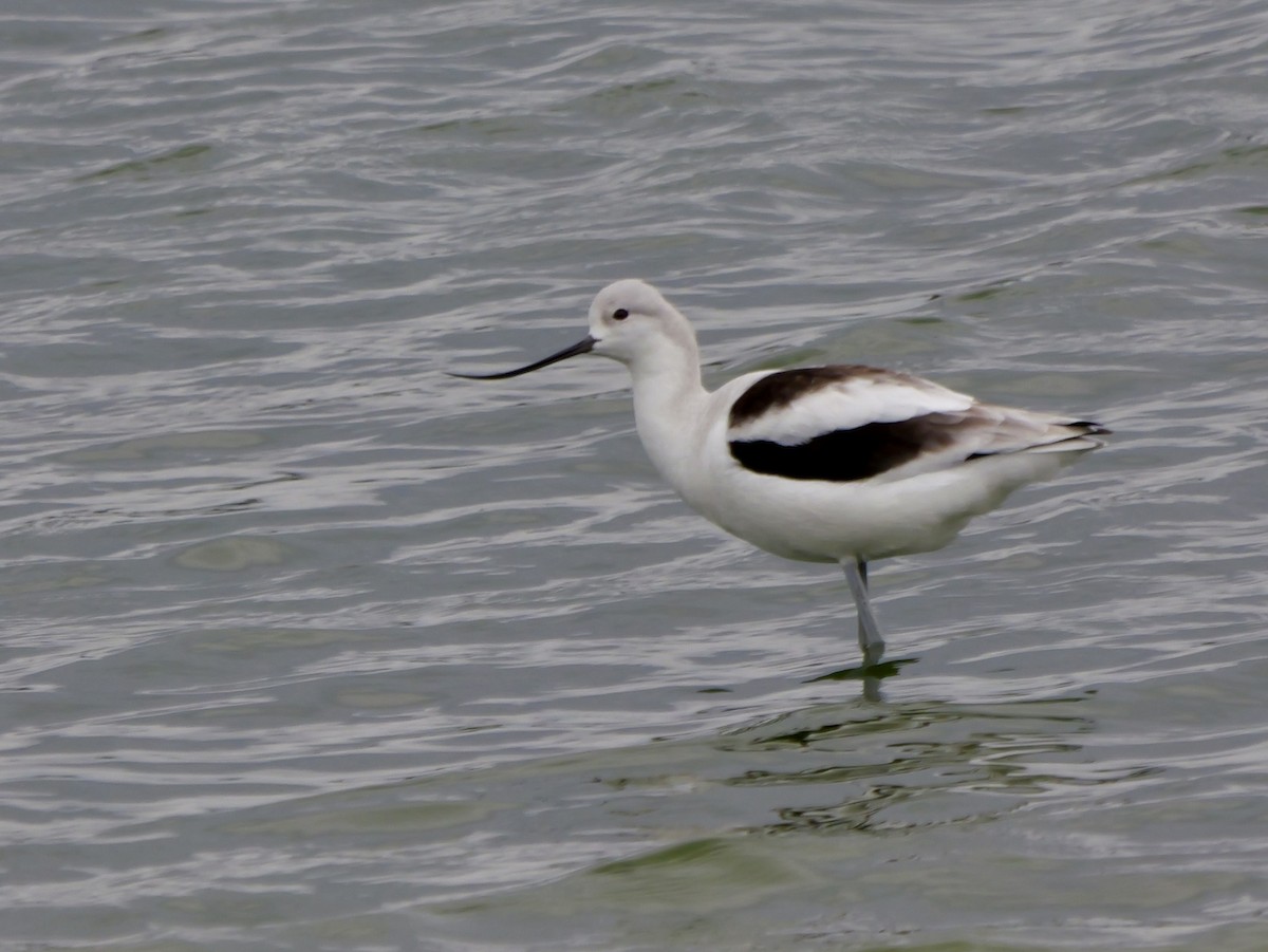 アメリカソリハシセイタカシギ - ML646143425