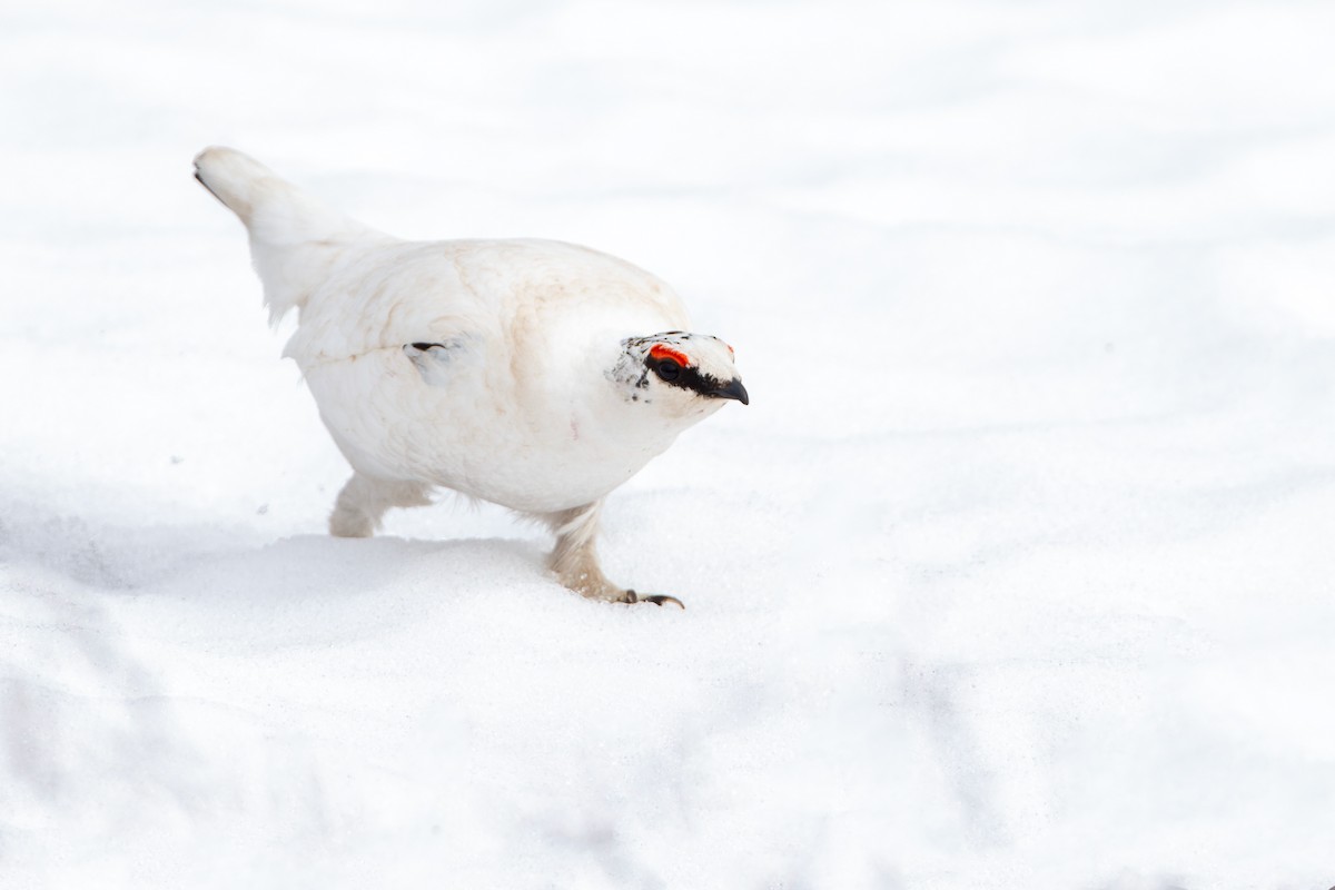 שכווי שלג - ML646143426
