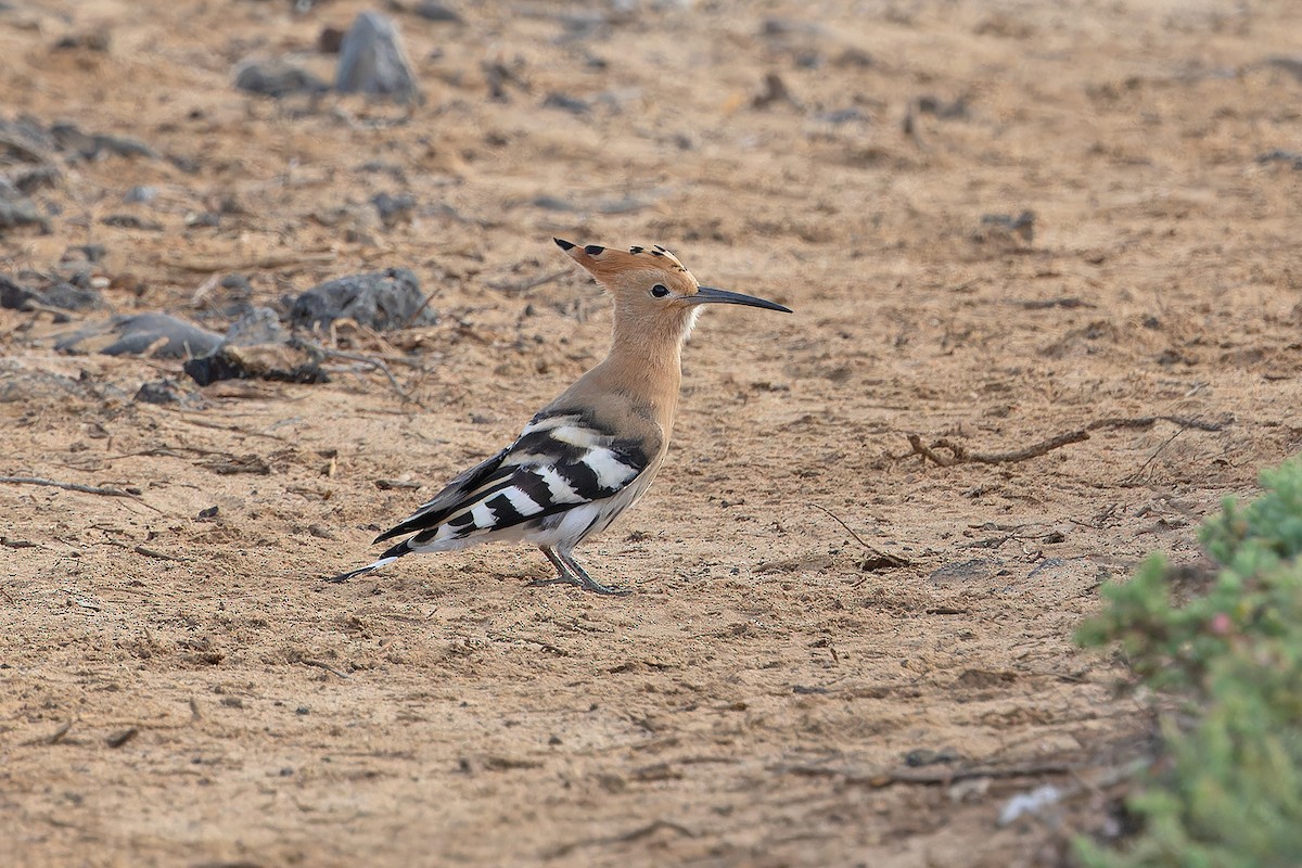 Common Hoopoe - ML646143428