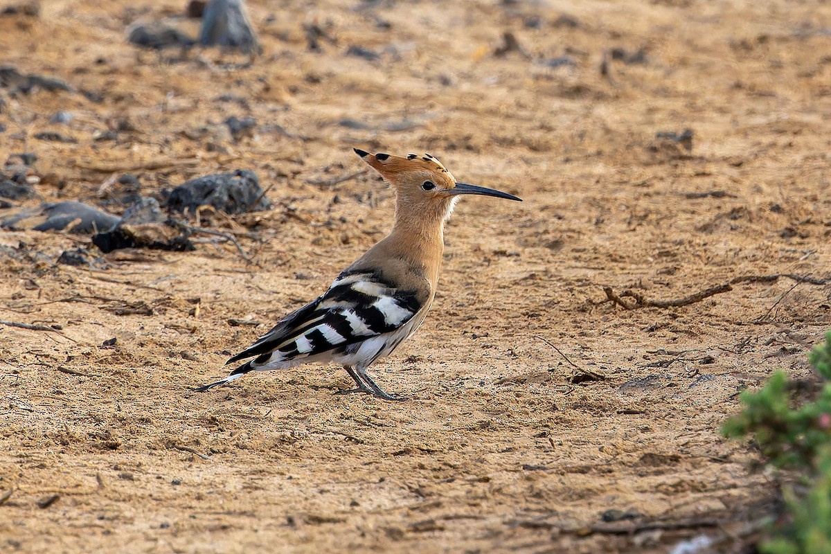 Common Hoopoe - ML646143429