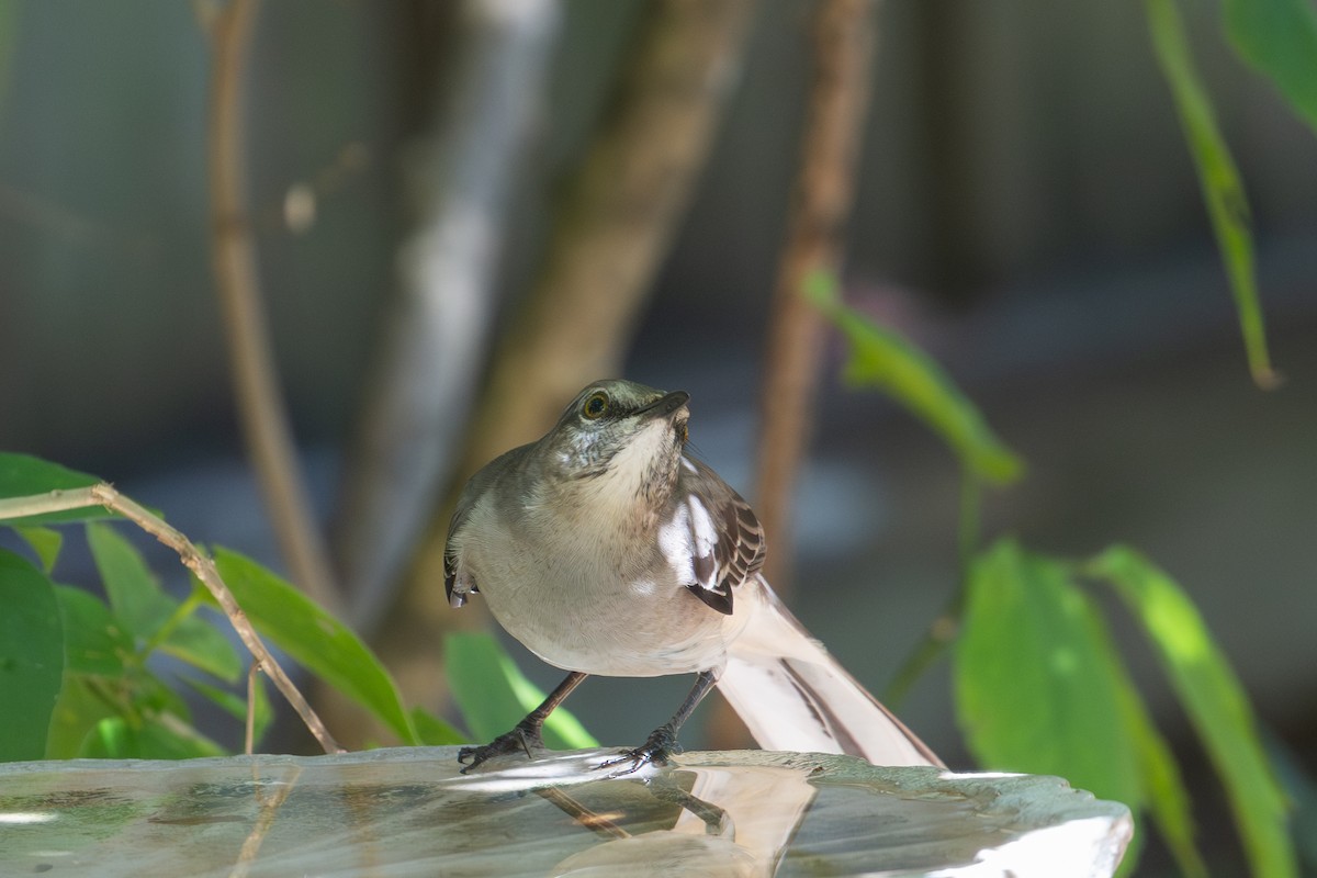 Northern Mockingbird - ML646143430