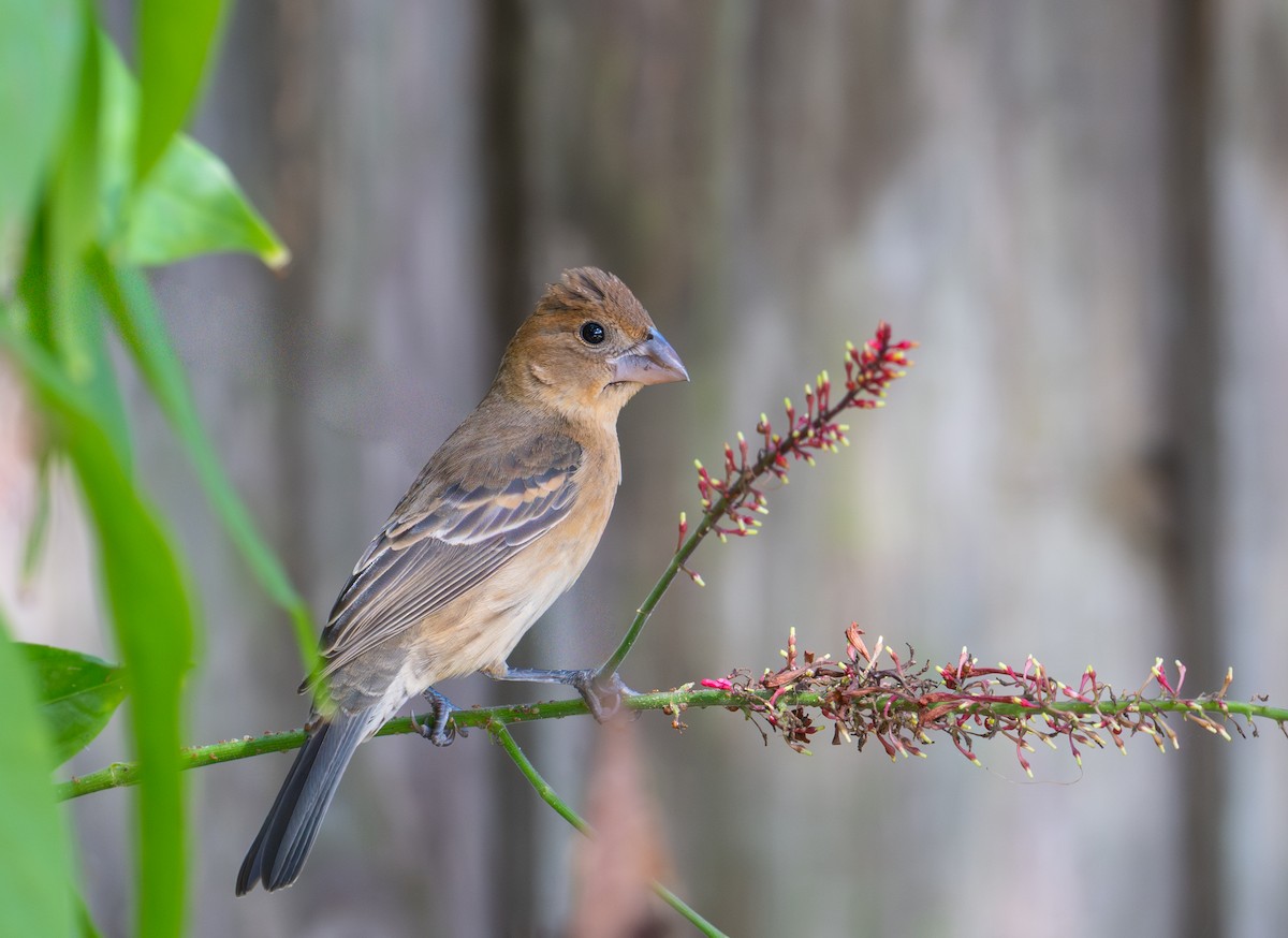 Blue Grosbeak - ML646143435
