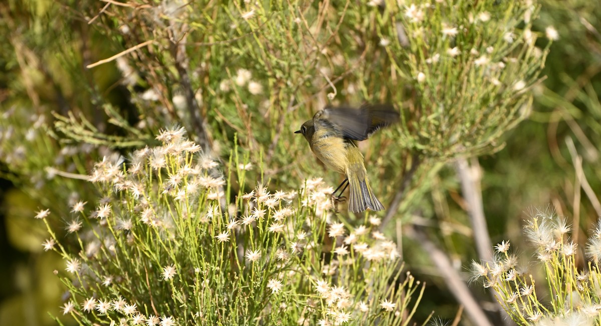 Ruby-crowned Kinglet - ML646143444