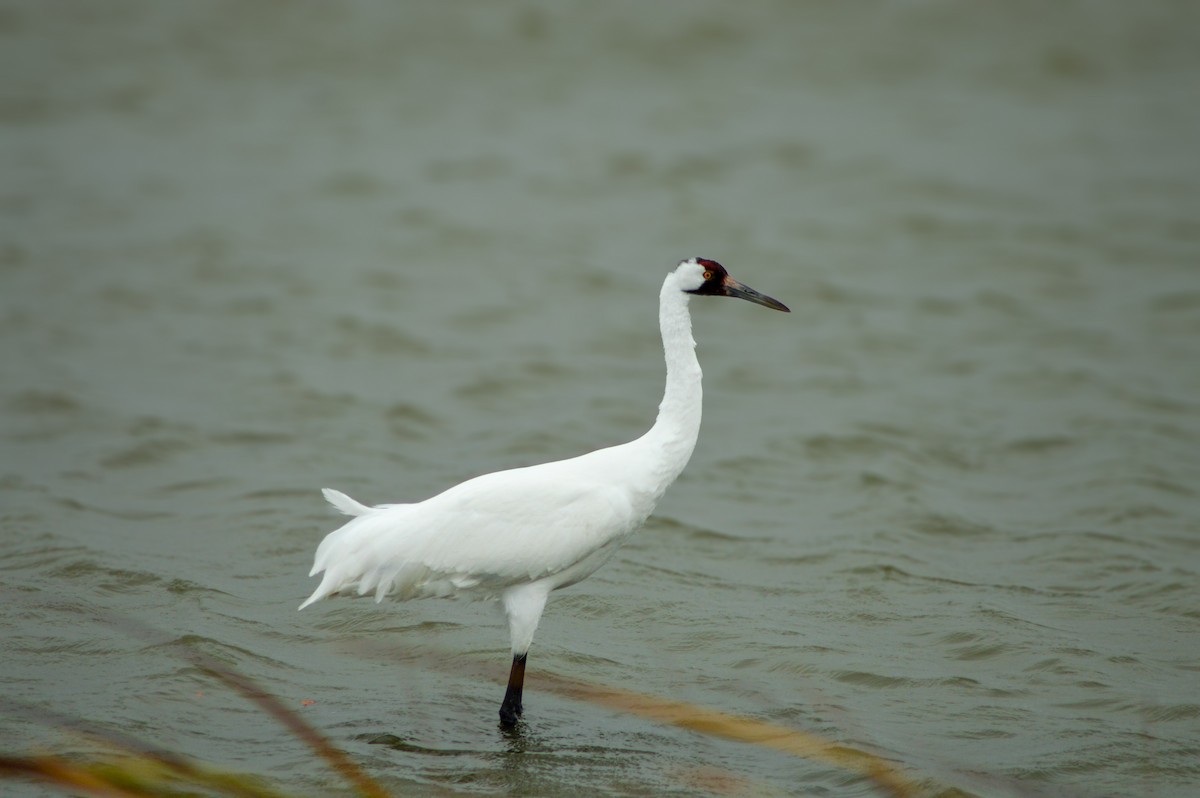 アメリカシロヅル - ML646143446